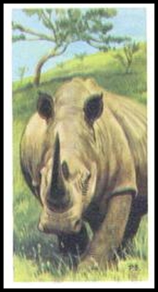 12 White or Square Lipped Rhinoceros